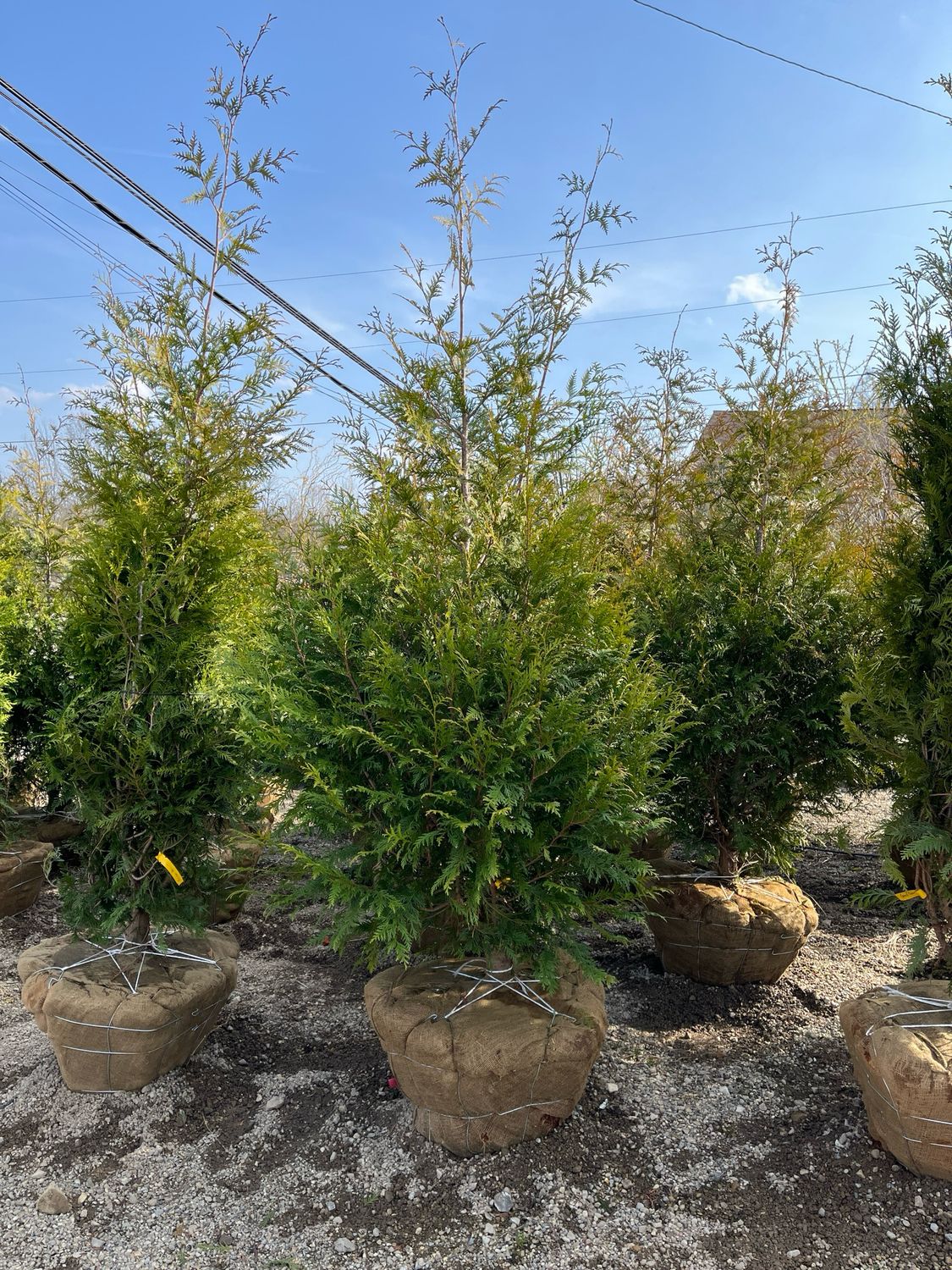 Arborvitae Green Giant Thuja (8-10' b/b) $349.99