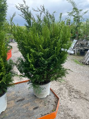 Chamaecyparis Cedar Rapids False Cypress PW (3 gal) $64.99