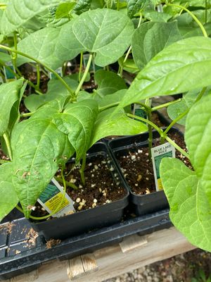 Green Beans Plant Blue Lake Pole (4" vegetable pot)