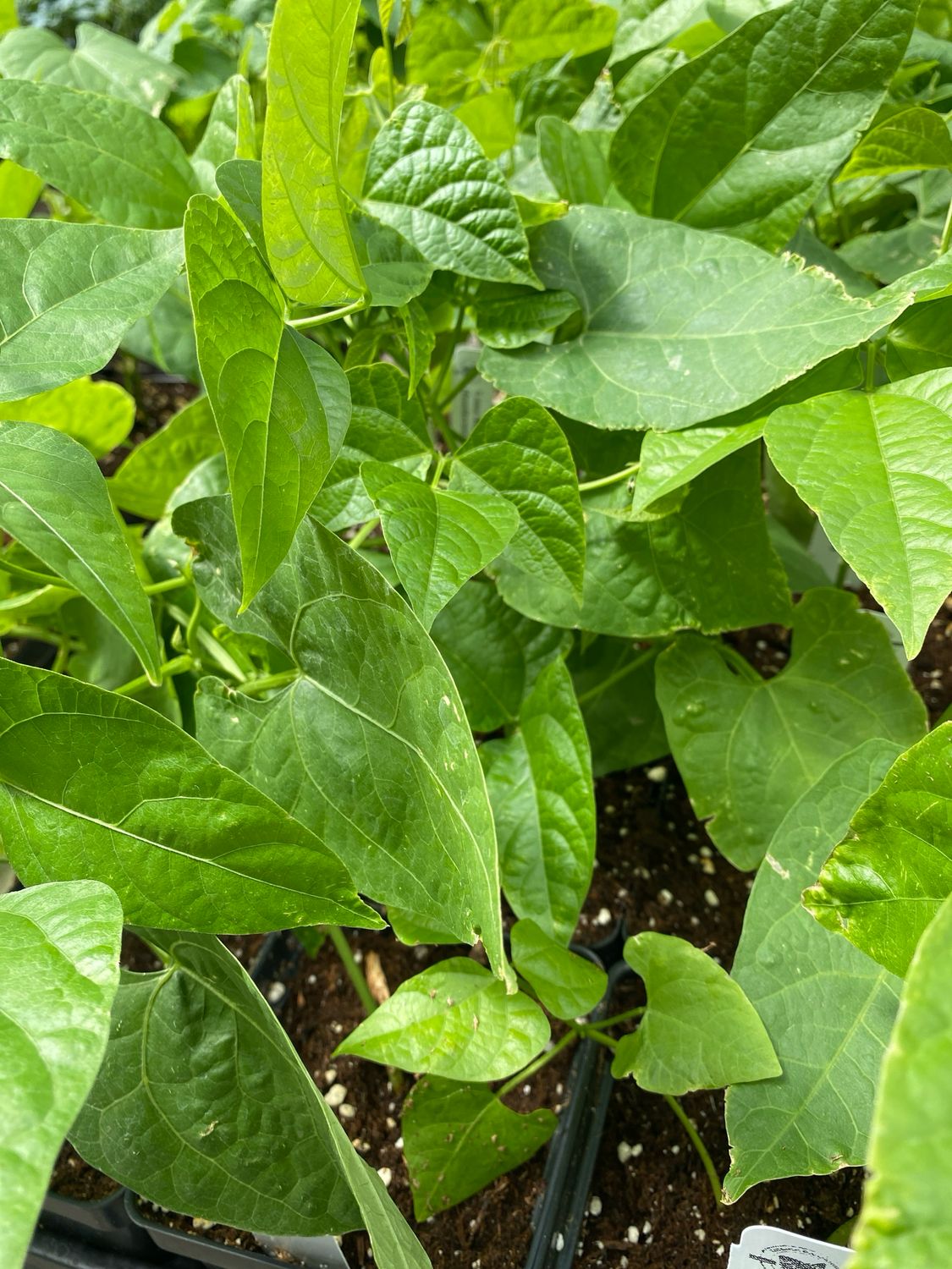 Lima Beans Plant  (4" vegetable pot)