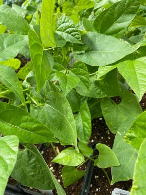 Lima Beans Plant  (4" vegetable pot)