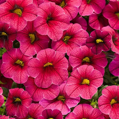 Calibrachoa Million Bells Cherry RED PW Superbells (quart pot)