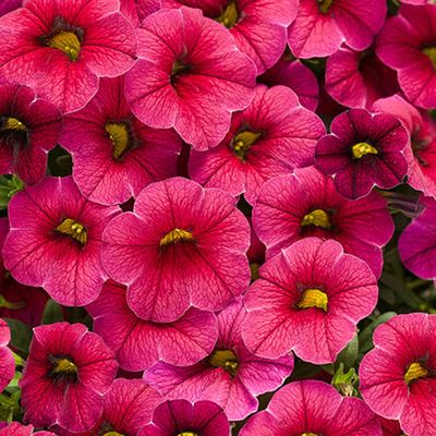 Calibrachoa Million Bells Cherry RED PW Superbells (quart pot)
