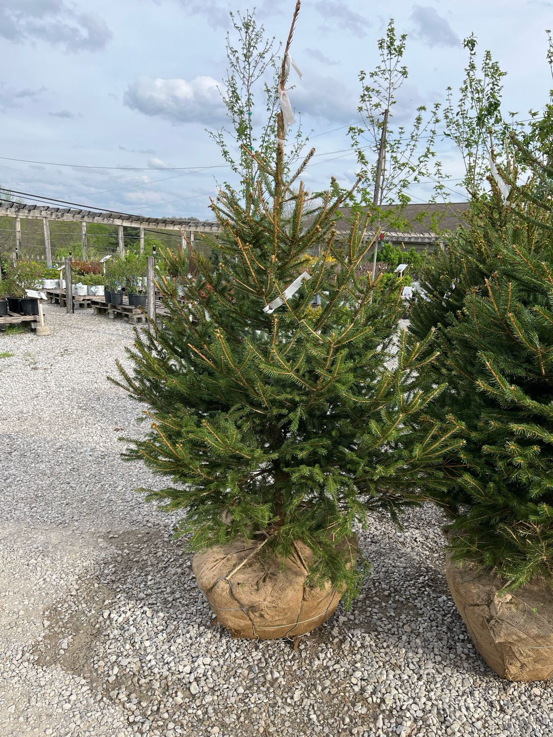 Spruce Norway Picea Abies (5-6' b/b) $379.99