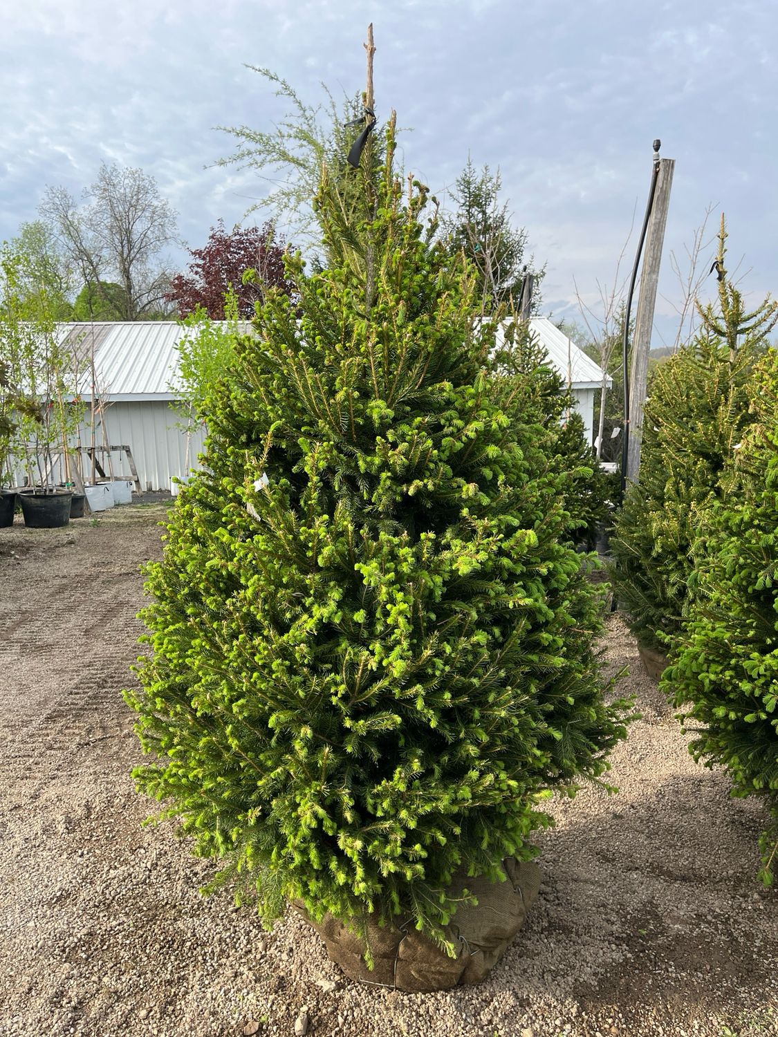 Spruce Norway Picea Abies (7-8’ b/b) $399.99