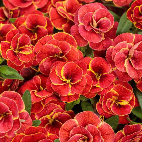 Calibrachoa Million Bells Double Redstone PW Superbells (quart pot)