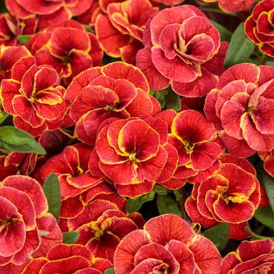Calibrachoa Million Bells Double Redstone PW Superbells (quart pot)
