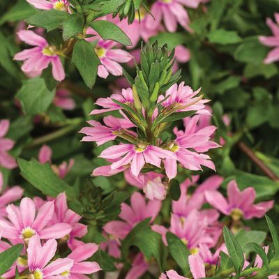 Scaevola Whirlwind PINK PW (quart pot)
