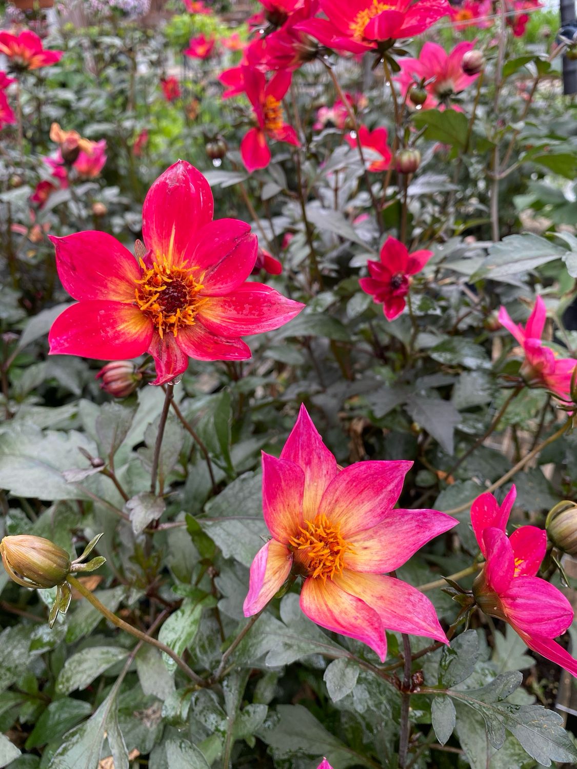 Dahlia Mystic Sparkler (quart pot)