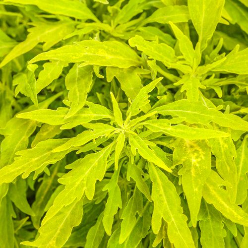 Coleus Mini Me Chartreuse ColorBlaze PW (quart pot)
