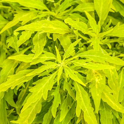 Coleus Mini Me Chartreuse ColorBlaze PW (quart pot) Coleus Mini Me Chartreuse ColorBlaze PW (quart pot)
