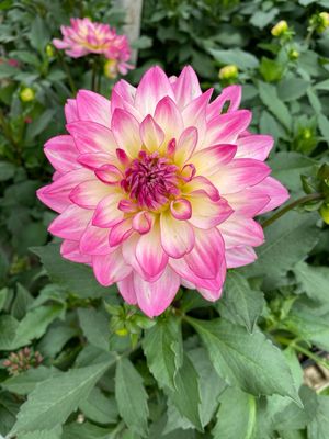 Dahlia Sincerity (quart pot)