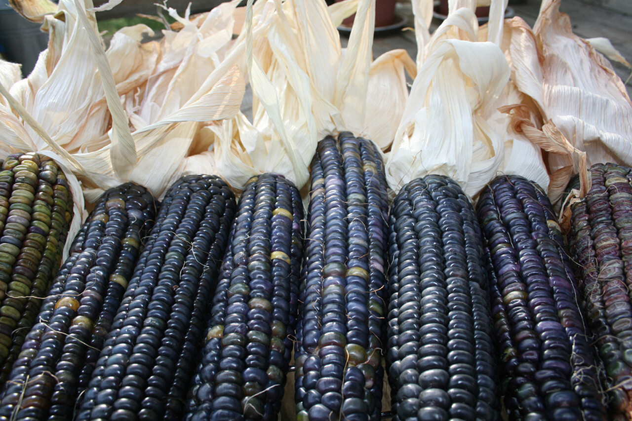 Native Heirloom Corn - Blue