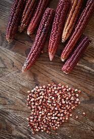 Native Heirloom Corn - Red