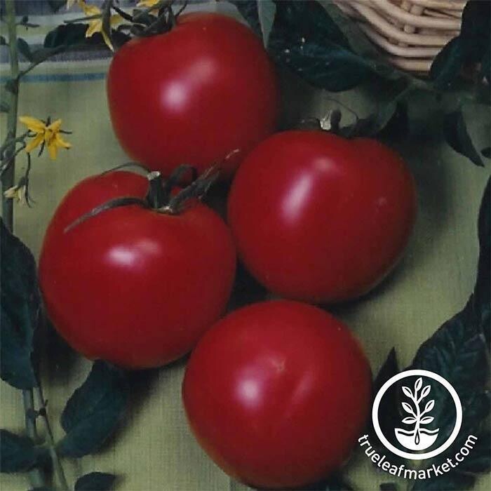 Arkansas Traveler Tomato Plant