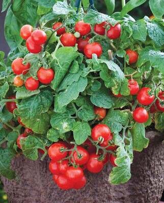 Red Robin Cherry Tomato Plant