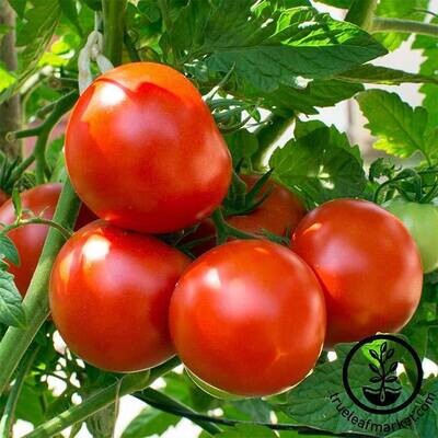 Oregon Spring Tomato Plant