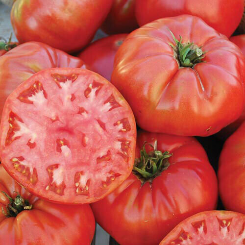 Mortgage Lifter Tomato Plant