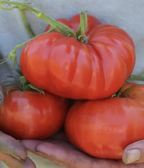 Pantano Romanesco Tomato Plant