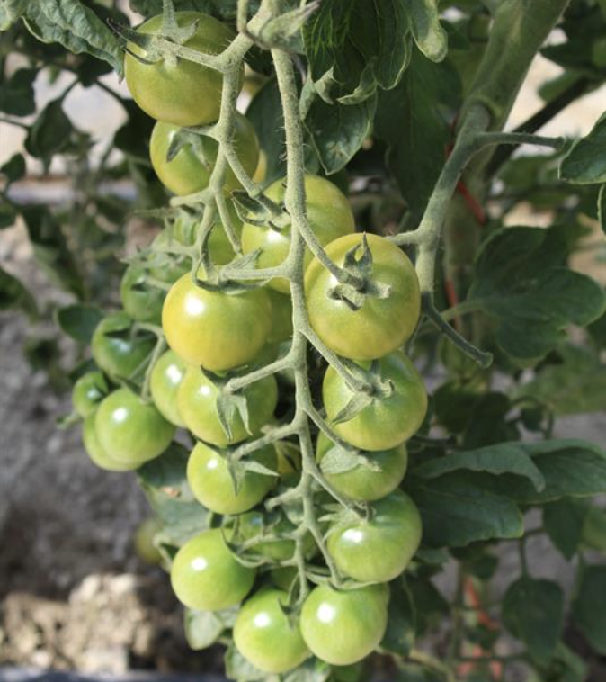 Sungreen Cherry Tomato Plant