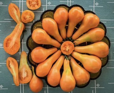 Mila Orange Pear Tomato Plant