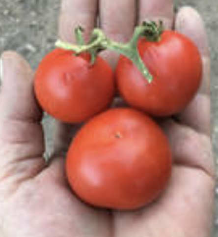 Taimyr Tomato Plant