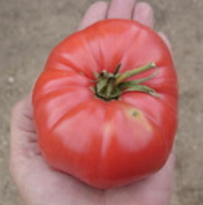 Mother Russia Tomato Plant