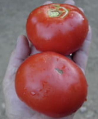 Gregori's Altai Tomato Plant