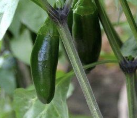 Jalapeño Pepper Plant