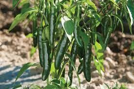 Serrano Pepper Plant