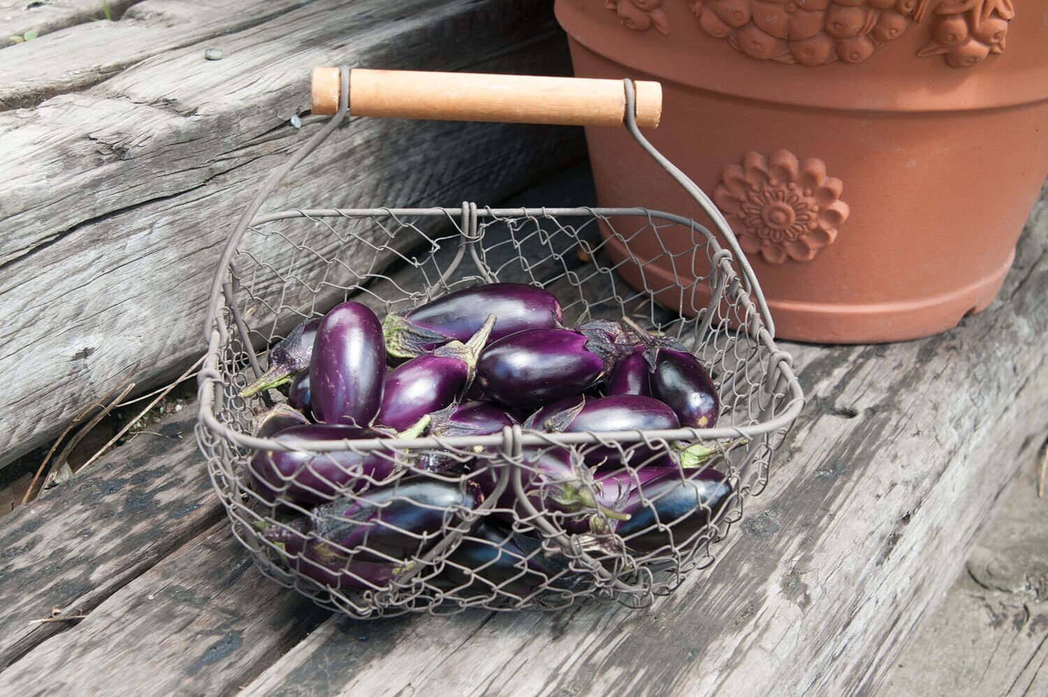 Patio Eggplant
