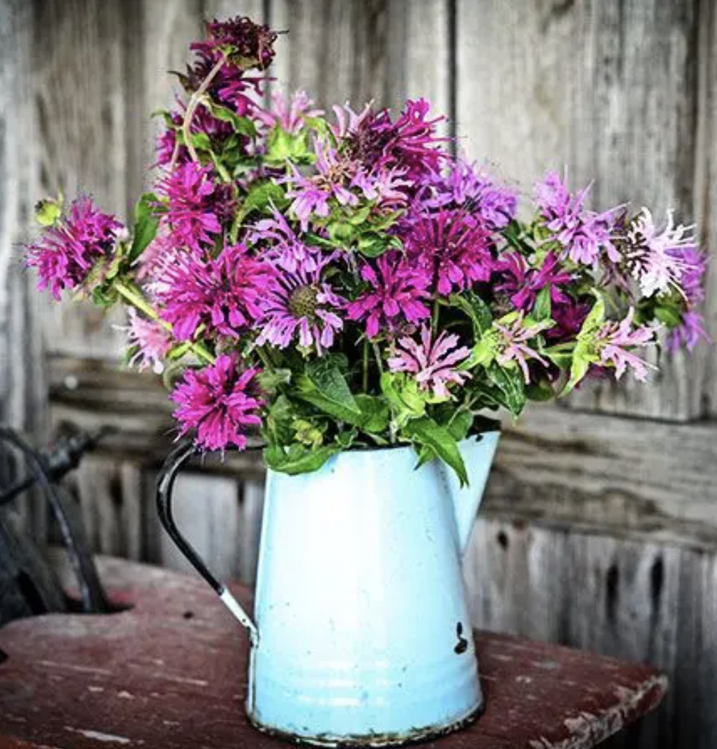 Bee Balm Spielarten Mix