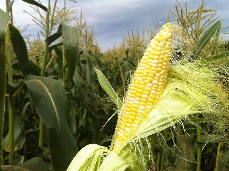 Olathe Sweet Sweet Corn