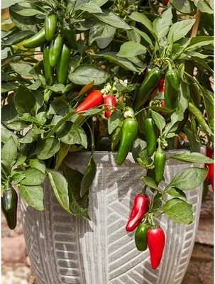 Pot-a-peño Jalapeño Pepper Plant