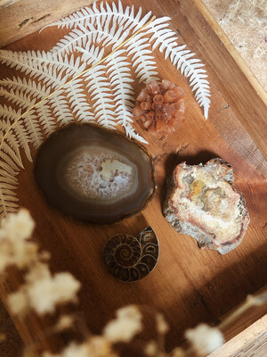 Kristalset versteend hout, agaat, ammoniet en aragoniet Kristalset versteend hout, agaat, ammoniet en aragoniet