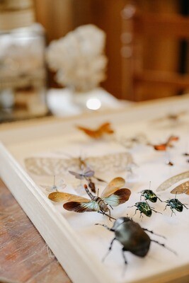 Vlinder decoraties Vlinder decoraties