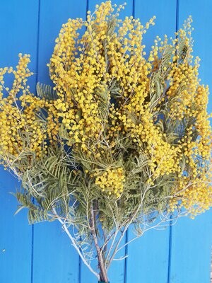 bouquet de mimosas