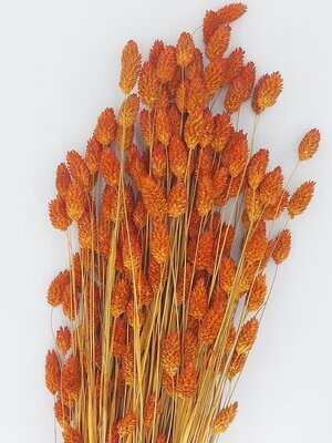 Phalaris orange - fleurs séchées