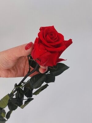 rose rouge éternelle - fleur préservée