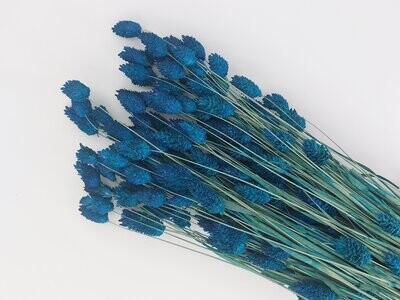 Phalaris bleu - fleurs séchées bleu