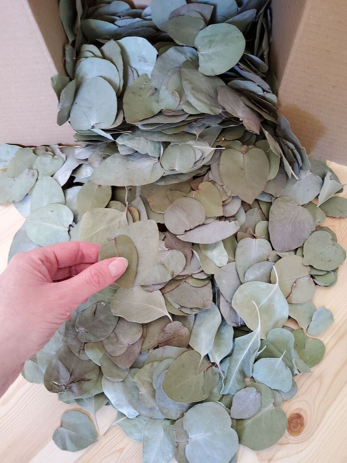 feuille eucalyptus séchée
