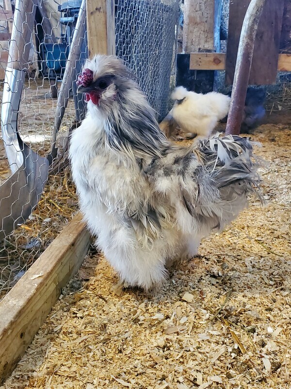 Show Silkies