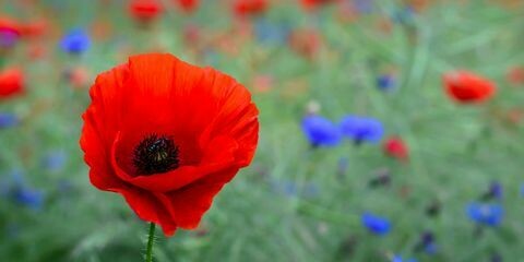 Anzac Day Anzac Day