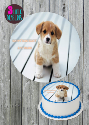 Pets/Animals