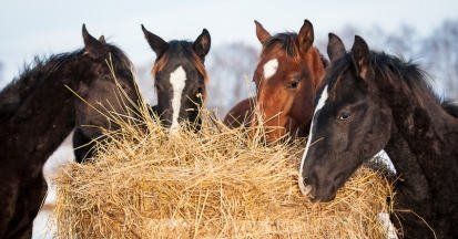 Equidiätetik® - Ernährungs- u. Gesundheitsberater/in für Pferde Modul 3 Gruppe D