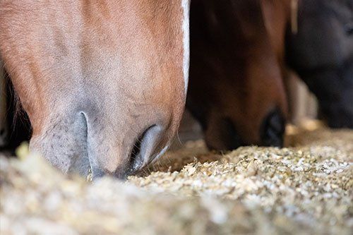 Equidiätetik® - Ernährungs- u. Gesundheitsberater/in für Pferde -Modul 1 - Gruppe E  Start 16.07.2025