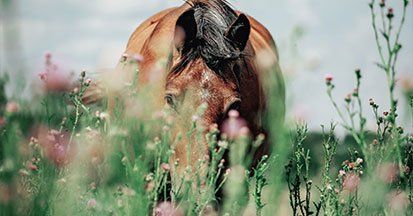 Equidiätetik® Ernährungscoach- Zwischenprüfung- Gruppe G  2026 - 28.11 oder 29.11.2026