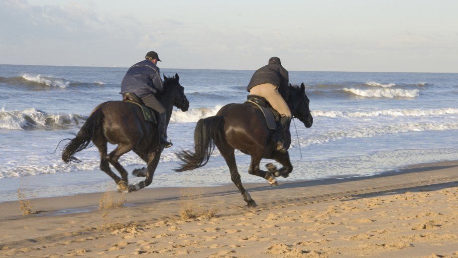 Equidiätetik® Ernährungs- u. Gesundheitstherapeut/in Abschlussprüfung - Gruppe G 2026 - 06. oder 07. März  2027
