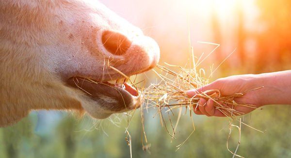 Equidiätetik® - Ernährungs- u. Gesundheitstherpeut|in für Pferde -Modul 2 - Gruppe F Start 10.06.2026