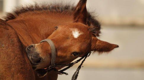 Equidiätetik® - Ernährungs- u. Gesundheitstherpeut|in für Pferde -Modul 4 - Gruppe F Start 21.10.2026